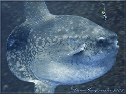 Another Ocean Sunfish (Mola mola) - (Canon G9) by Marco Waagmeester 